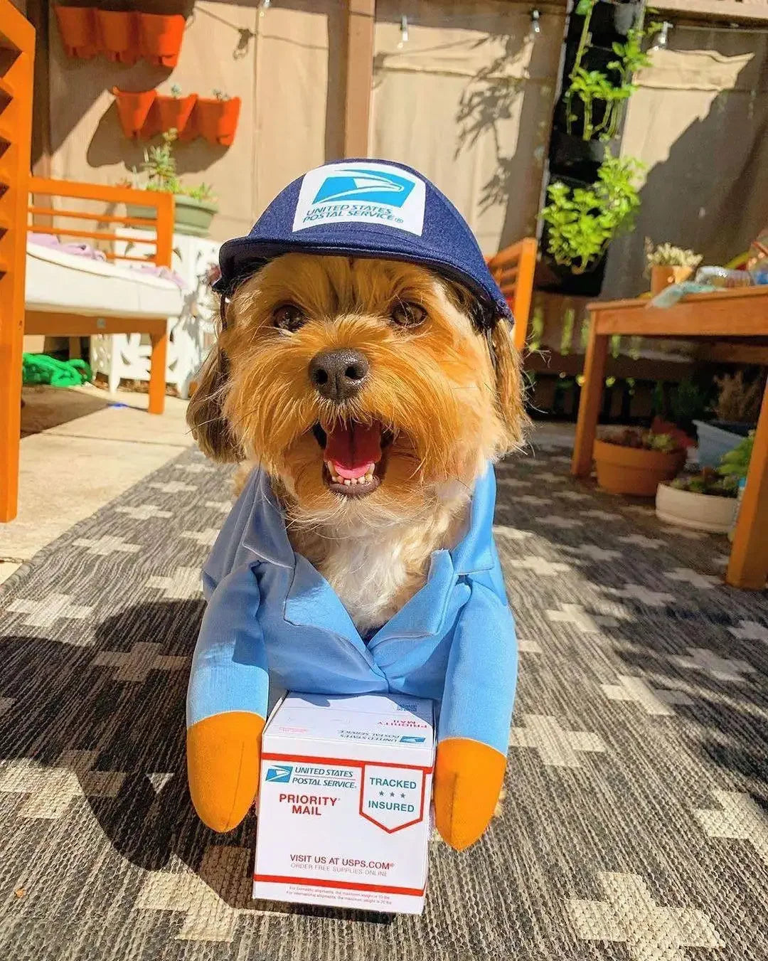 Courier Dress-Up Costume for Dogs & Cats