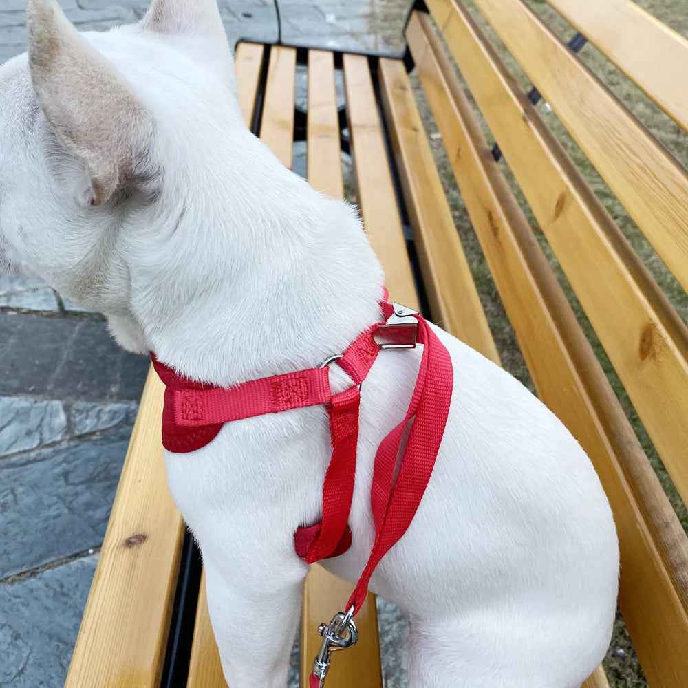 Daisy-Embroidered Mesh Pet Harness & 120 cm Leash Set