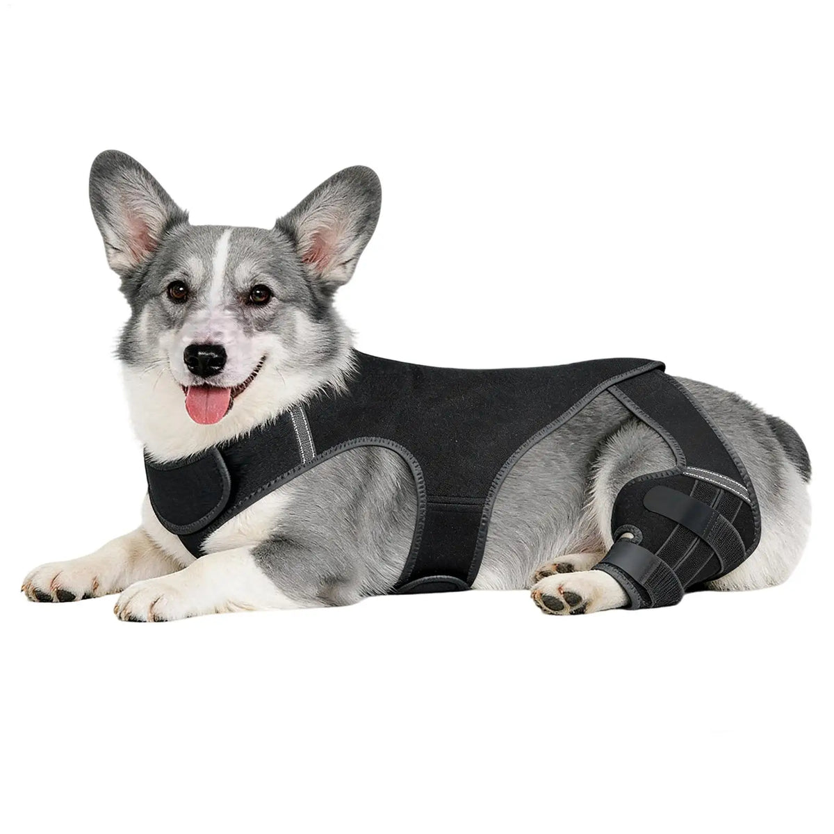 Adjustable Dog Rear-Leg Brace with Wraparound Harness