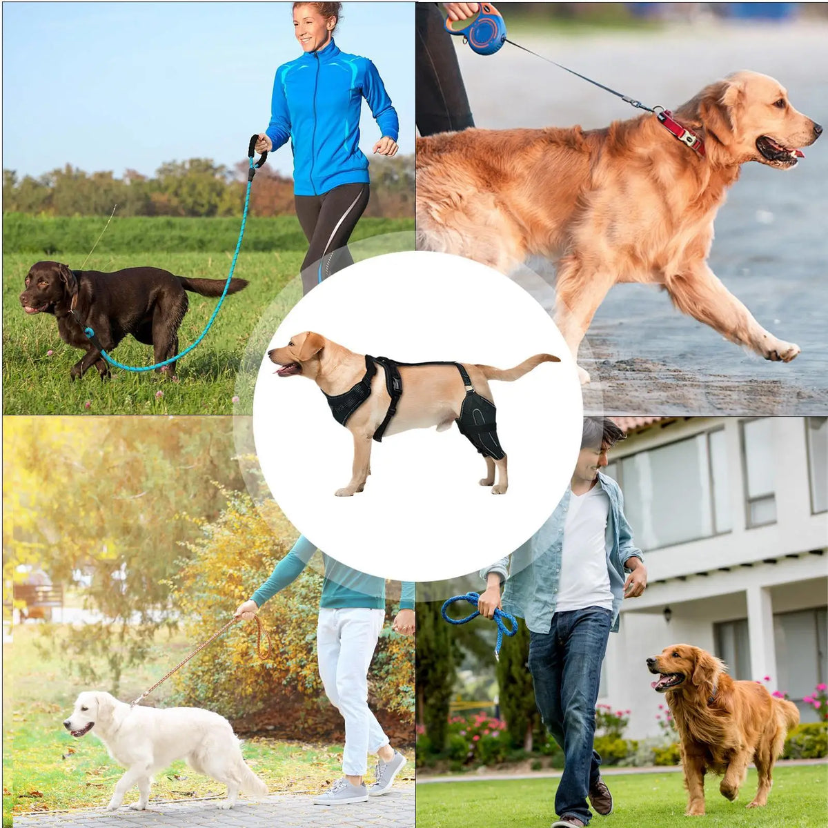 Dog Rear-Leg Brace with Adjustable Chest Harness