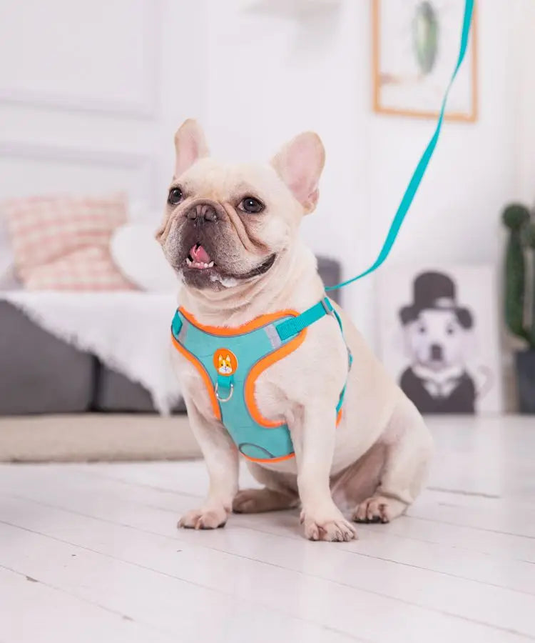 Adjustable Reflective Pet Harness & 150 cm Leash, Lake Blue