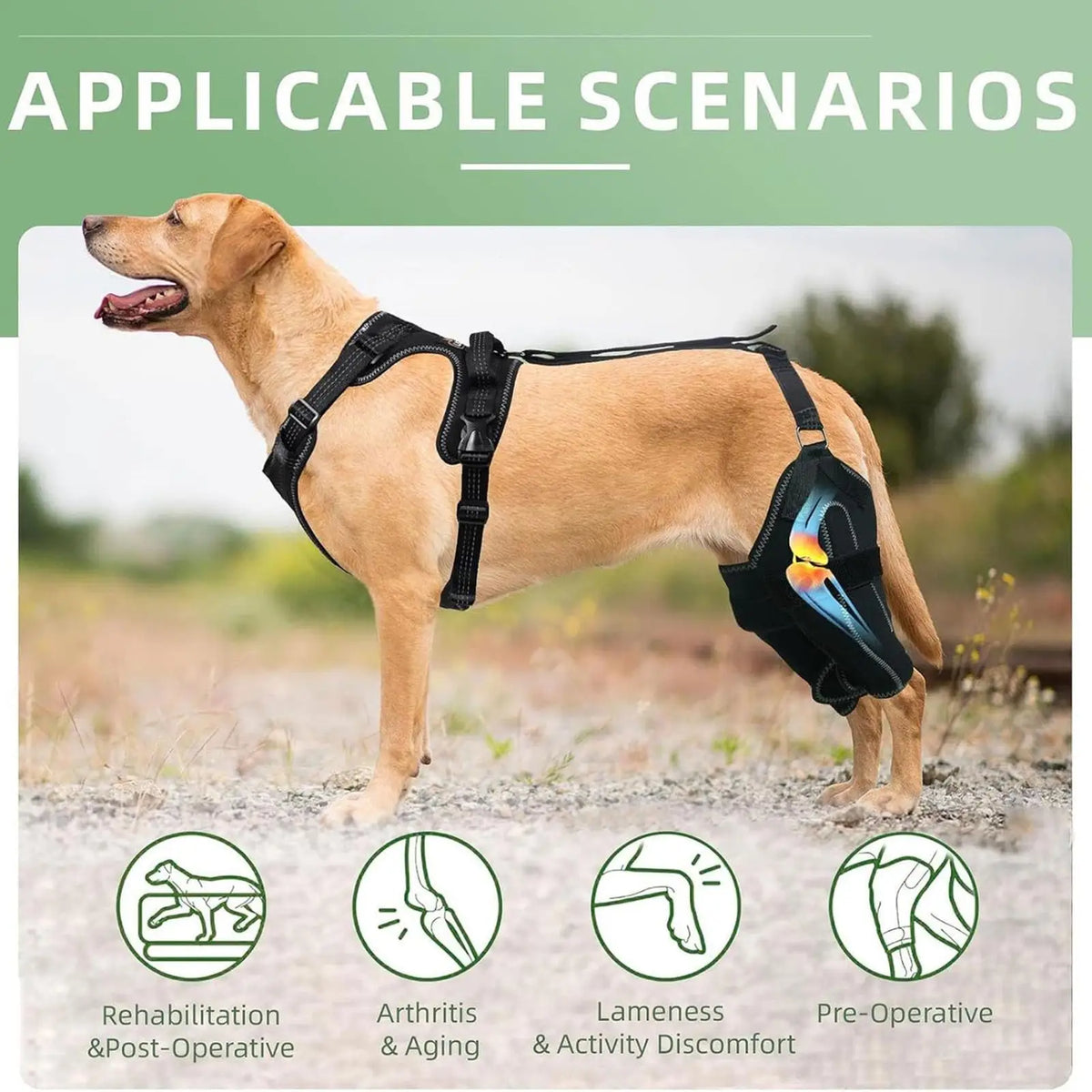 Dog Rear-Leg Brace with Adjustable Chest Harness