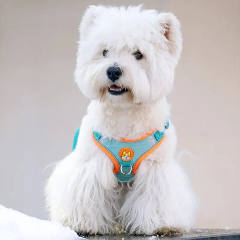 Adjustable Reflective Pet Harness & 150 cm Leash, Lake Blue