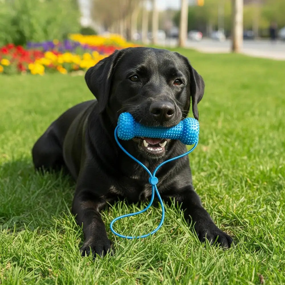 Blue Textured Bone Dog Toy with Play Cord