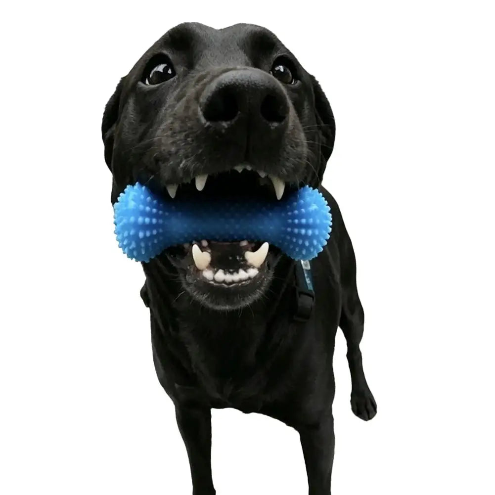 Blue Textured Bone Dog Toy with Play Cord