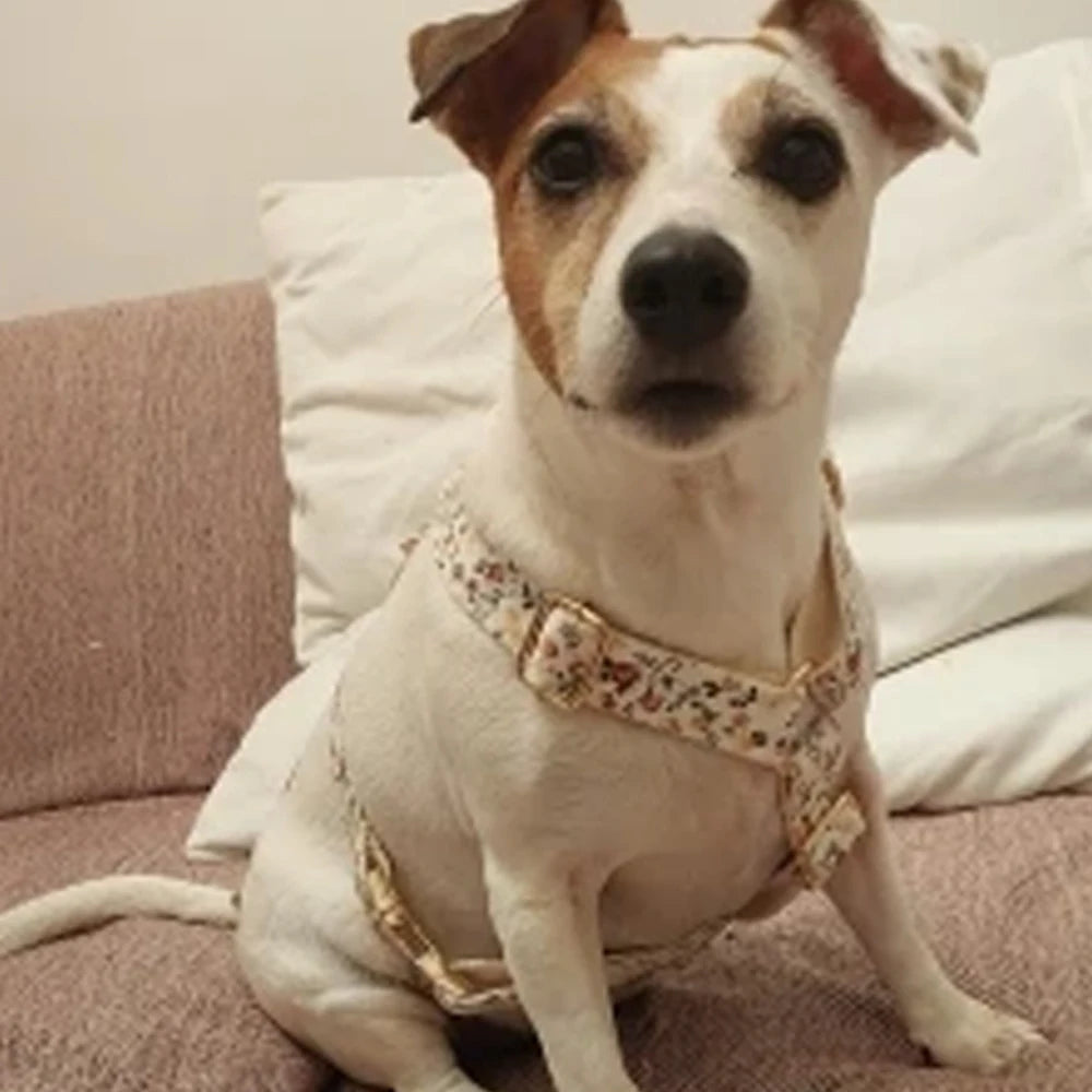 Printed Dog Collar with Gold-Tone Buckle