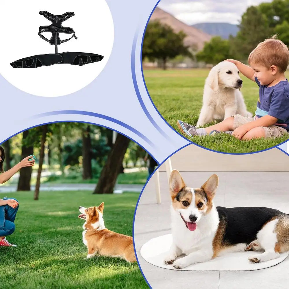 Dog Rear-Leg Wrap with Detachable Chest Harness