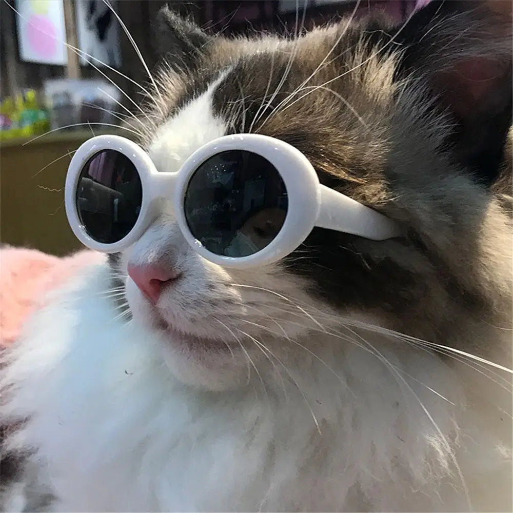 Round-Frame Pet Photo Glasses, Eyewear or Strap Option