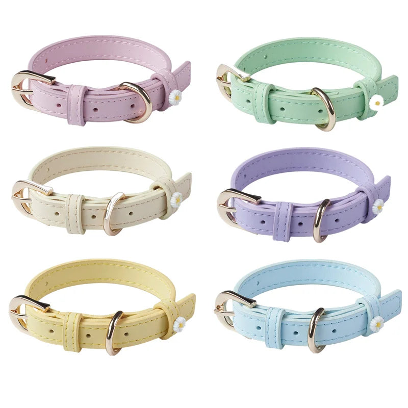 Pastel Daisy Pet Collar with Gold-Tone Buckle