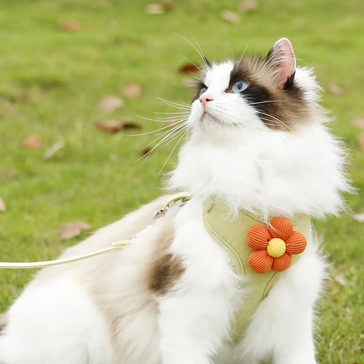 Flower-Detail Pet Harness & Matching Leash Set