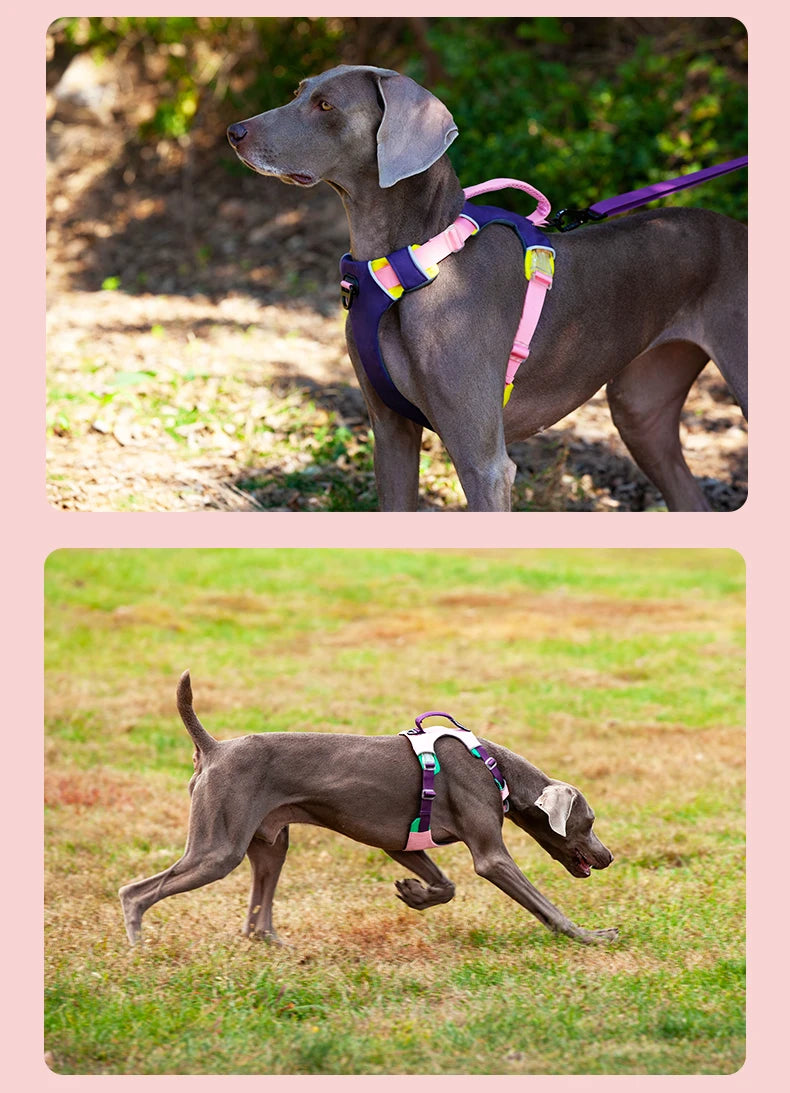 Adjustable Padded Nylon Dog Harness with Reflective Details