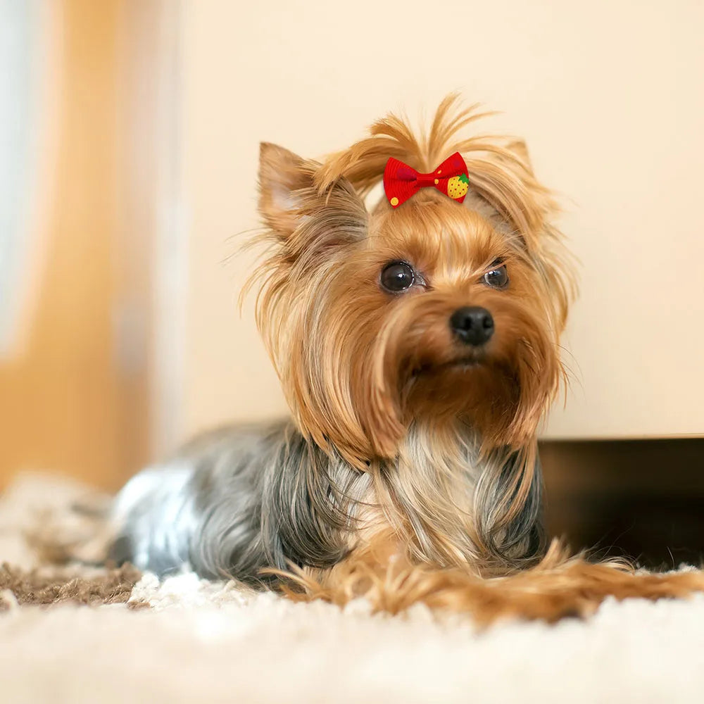 Mixed-Color Pet Hair Bows with Elastic Bands, 200 Pieces