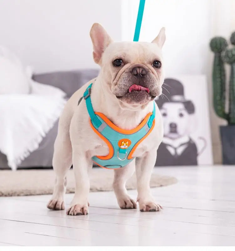 Adjustable Reflective Pet Harness & 150 cm Leash, Lake Blue
