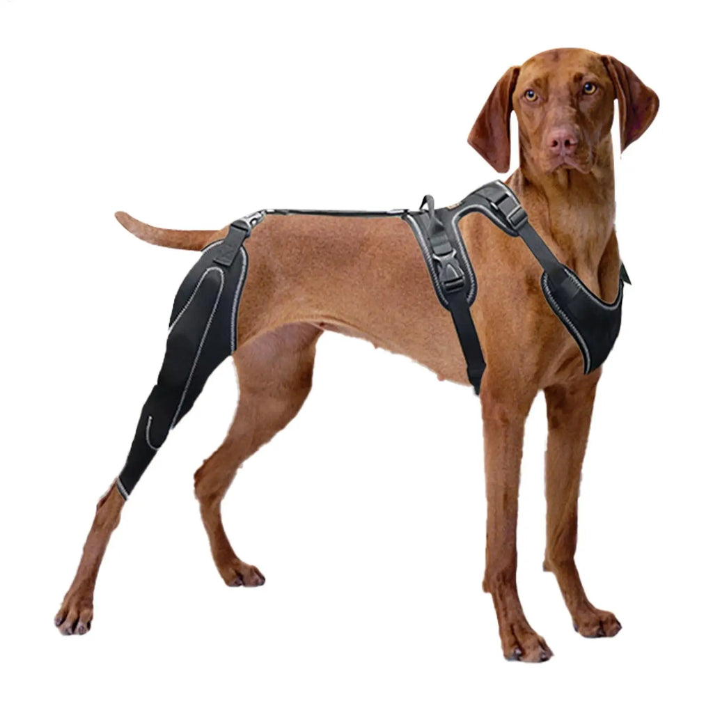 Dog Rear-Leg Brace with Adjustable Chest Harness