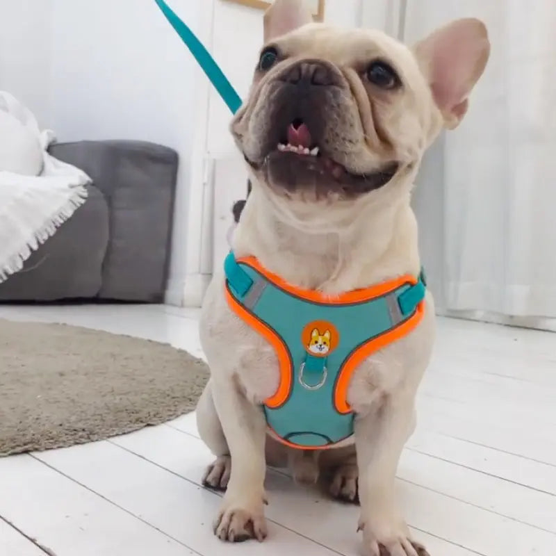 Adjustable Reflective Pet Harness & 150 cm Leash, Lake Blue