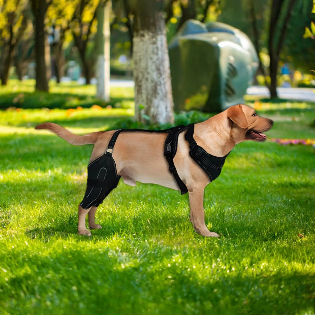 Dog Rear-Leg Brace with Adjustable Chest Harness