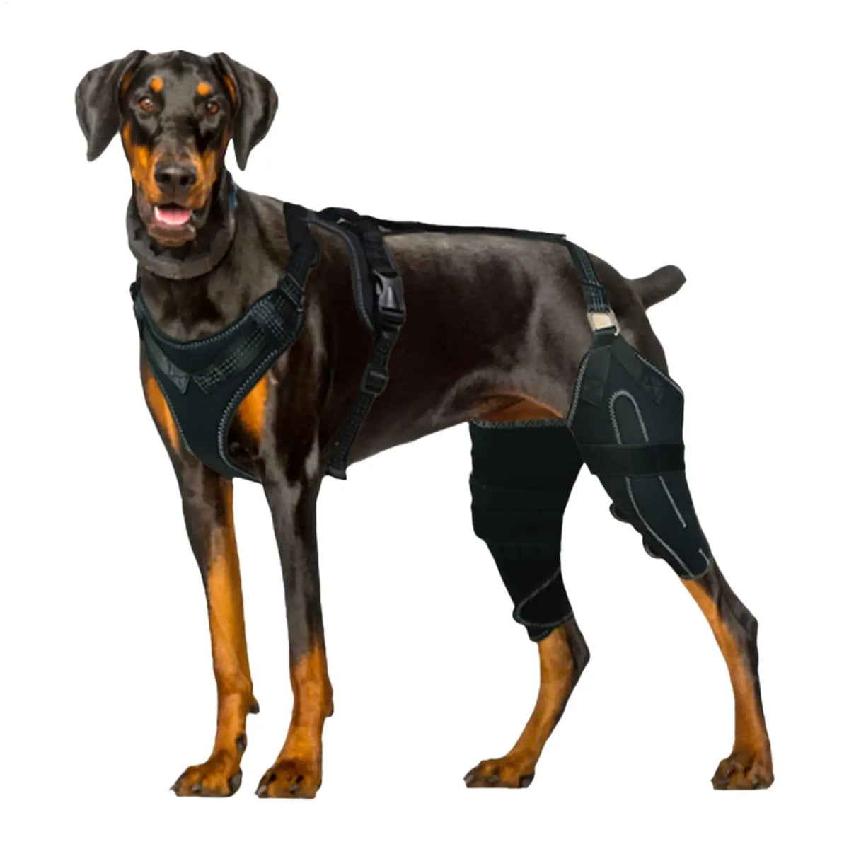 Dog Rear-Leg Brace with Adjustable Chest Harness