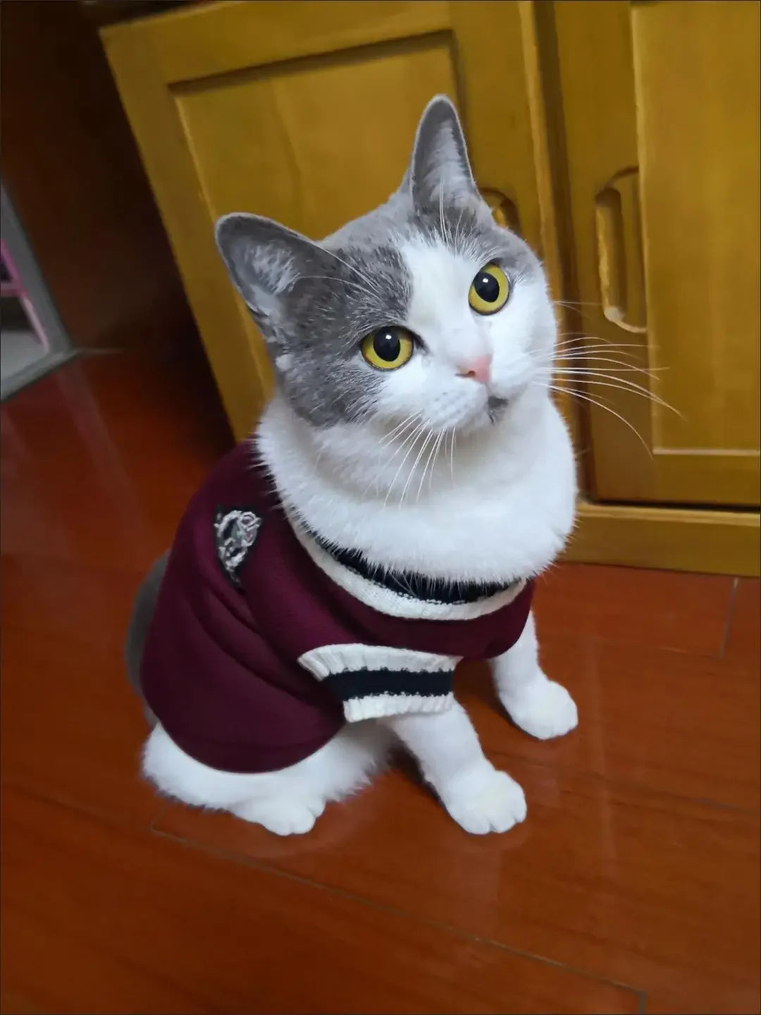 Varsity-Style V-Neck Pet Sweater