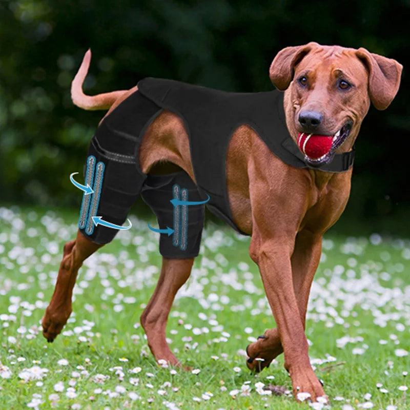 Dog Rear-Leg Brace with Body Strap