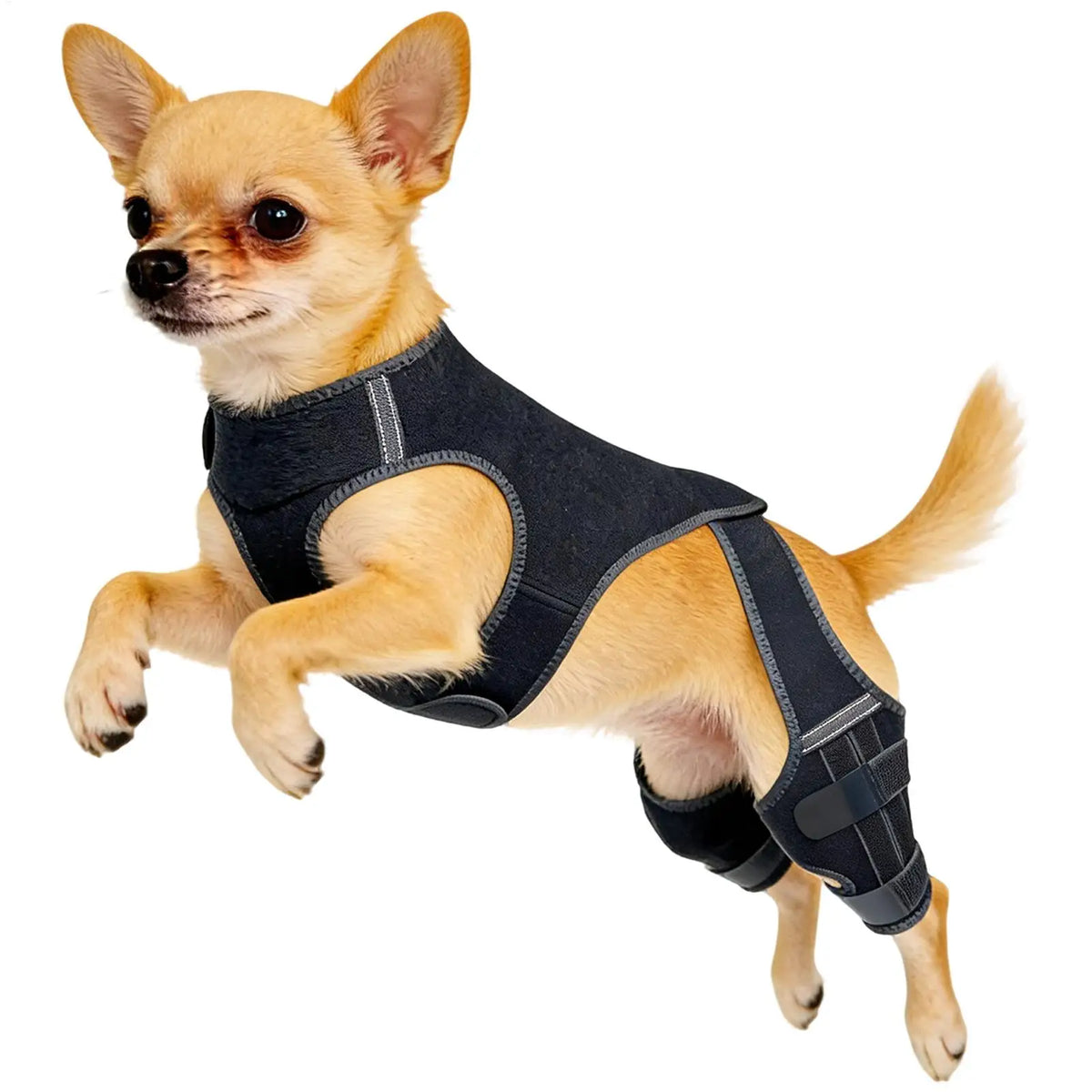 Adjustable Dog Rear-Leg Brace with Wraparound Harness