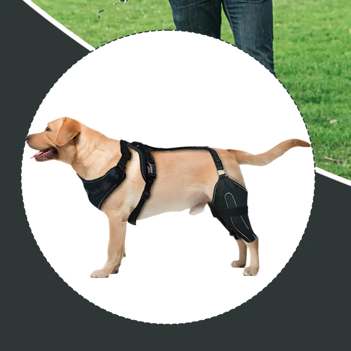 Dog Rear-Leg Brace with Adjustable Chest Harness