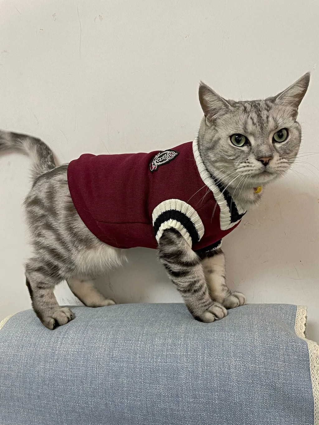 Collegiate Stripe-Trim Pet Sweater