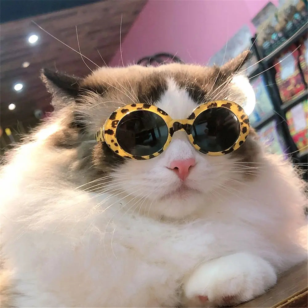 Round-Frame Pet Photo Glasses, Eyewear or Strap Option