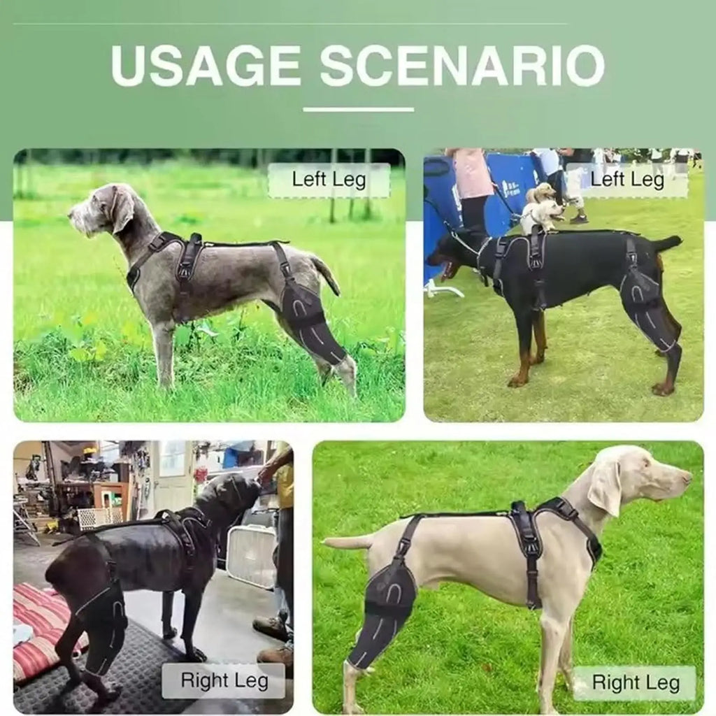 Dog Rear-Leg Brace with Adjustable Chest Harness