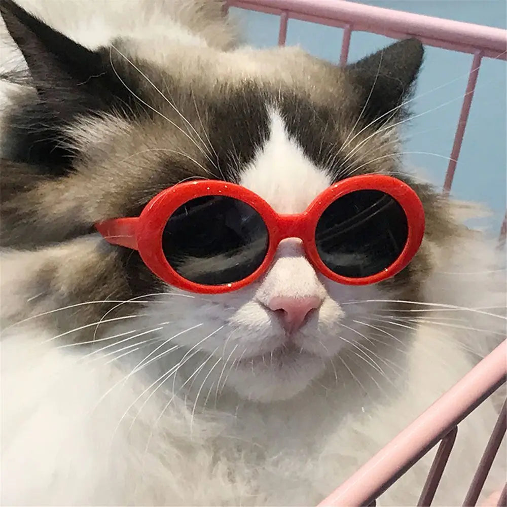 Round-Frame Pet Photo Glasses, Eyewear or Strap Option