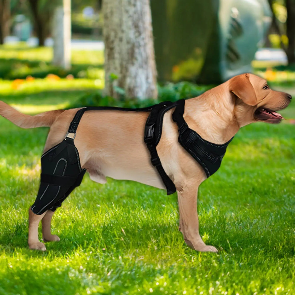 Dog Rear-Leg Brace with Adjustable Chest Harness