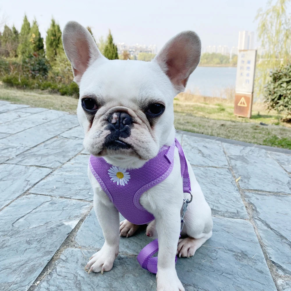 Daisy-Embroidered Mesh Pet Harness & 120 cm Leash Set