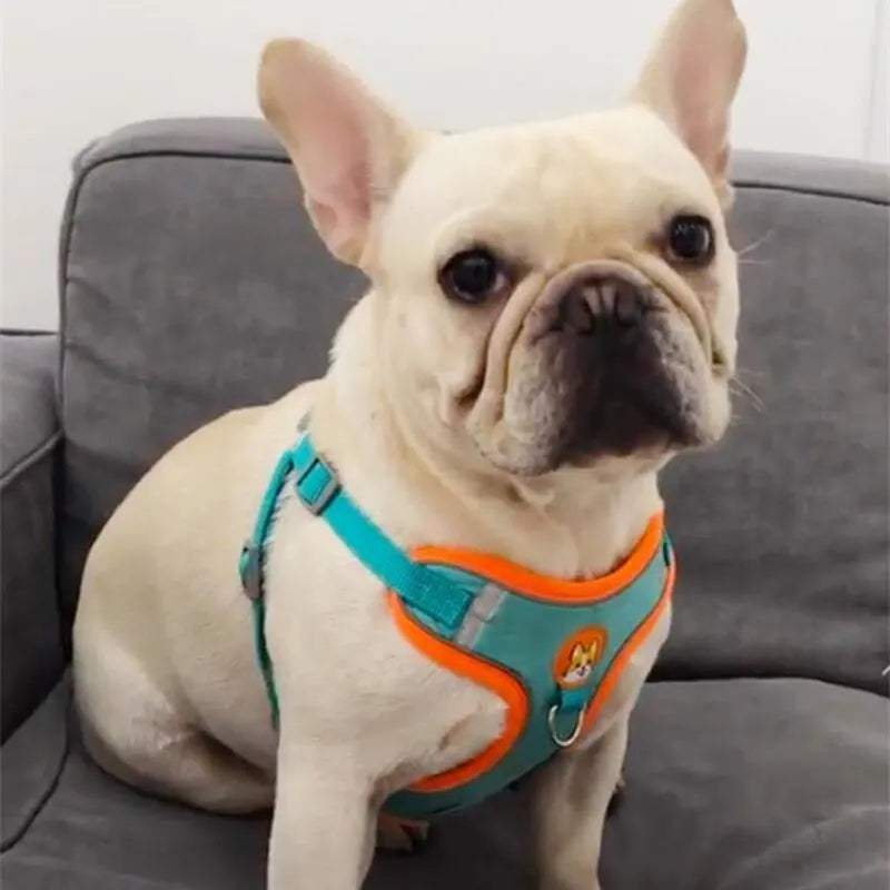 Adjustable Reflective Pet Harness & 150 cm Leash, Lake Blue