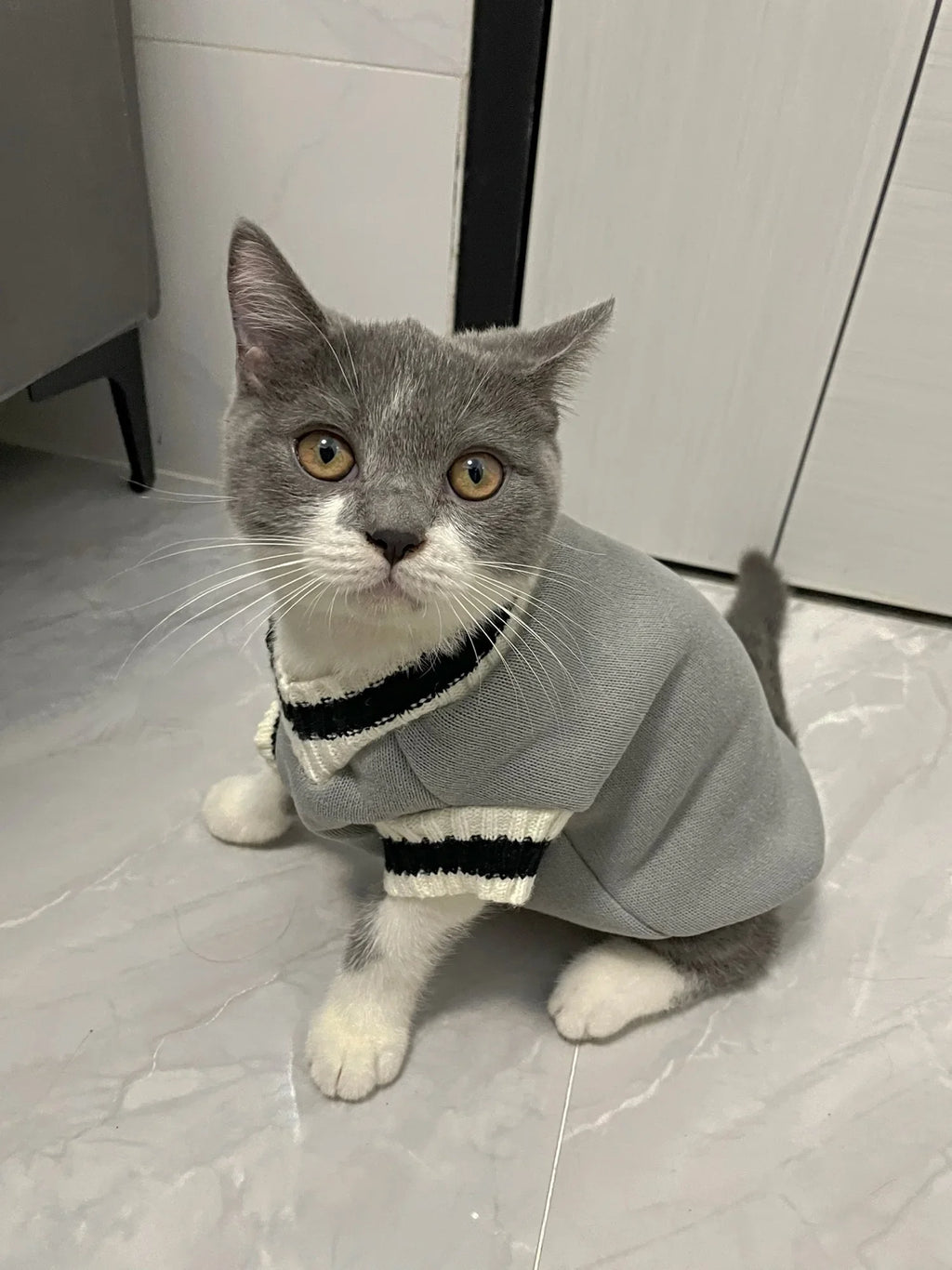 Varsity-Style V-Neck Pet Sweater