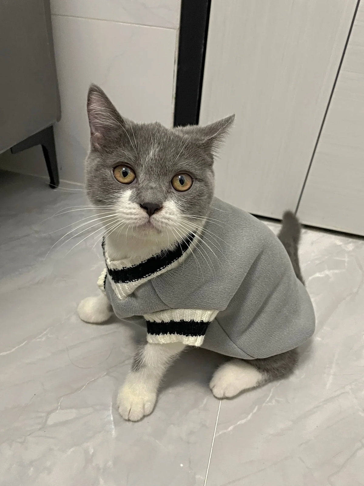 Varsity-Style V-Neck Pet Sweater