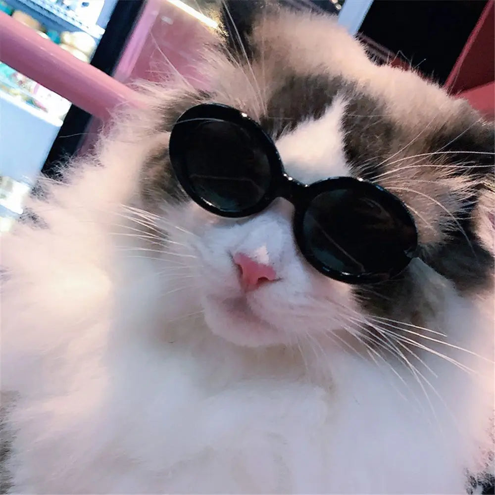 Round-Frame Pet Photo Glasses, Eyewear or Strap Option