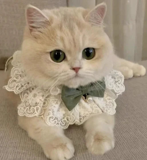 Lace-Trim Pet Neck Bib with Statement Bow