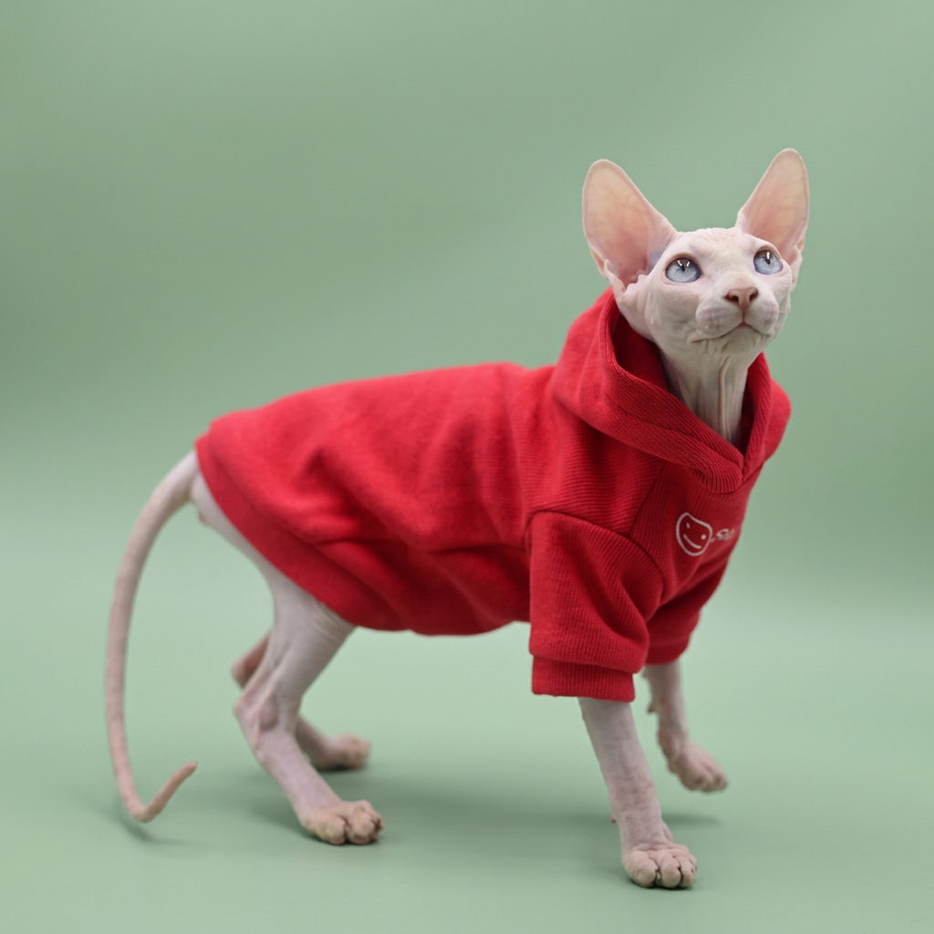 Sphynx cat in a red hoodie against a soft sage background